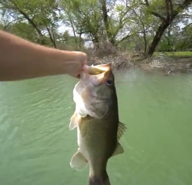 How to Hold a Bass fish