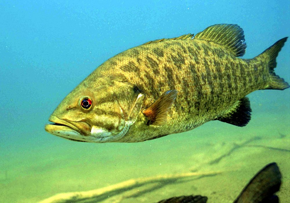 How To Catch Smallmouth Bass