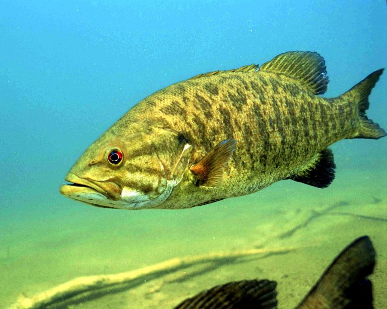 How To Catch Smallmouth Bass