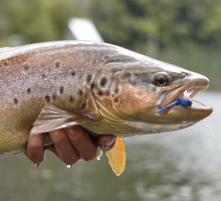 How To Catch Brown Trout