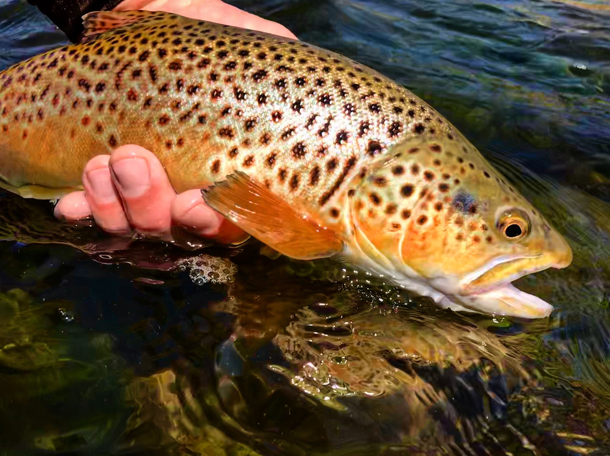 How To Catch Brown Trout