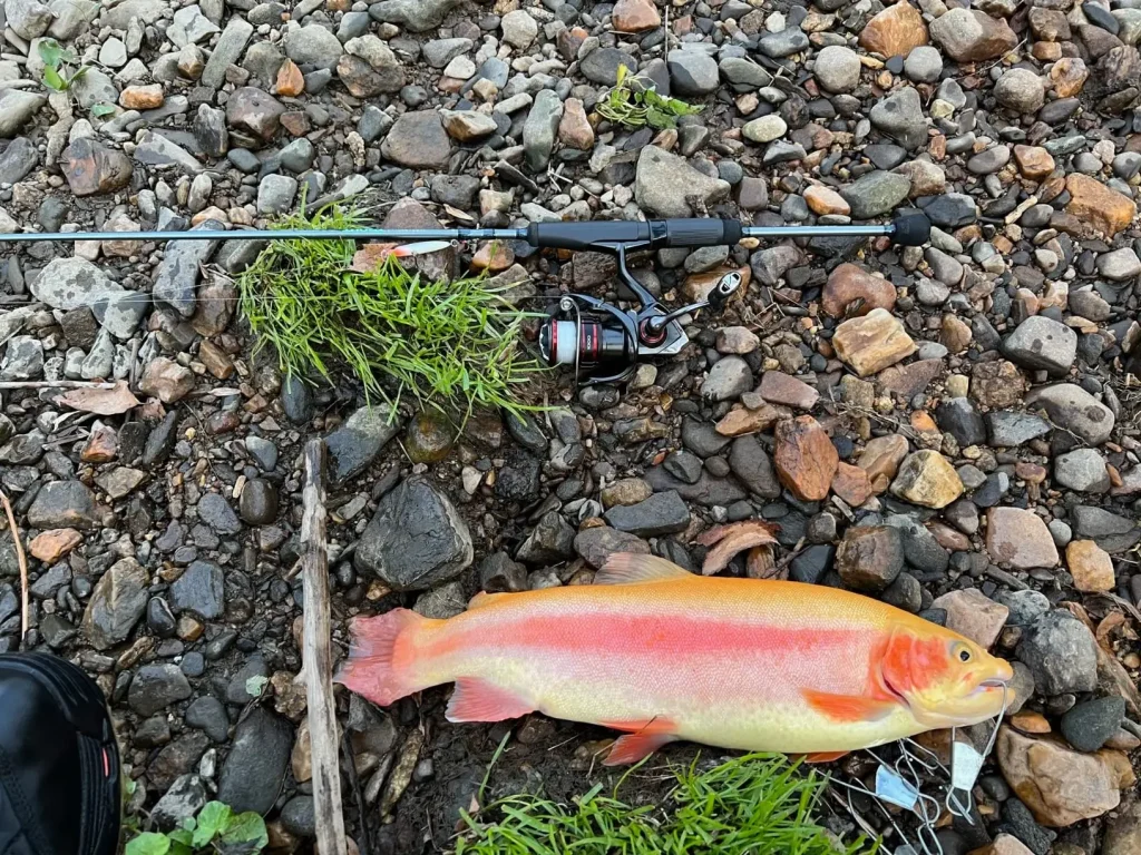 Shimano Vanford F Spinning Reel